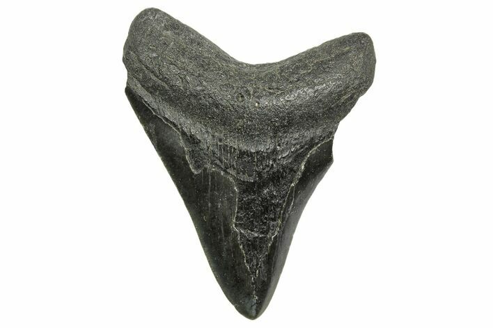 Fossil Megalodon Tooth - South Carolina #368405